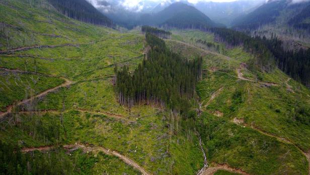 Kahlschläge in Rumäniens Fagaras-Gebirge