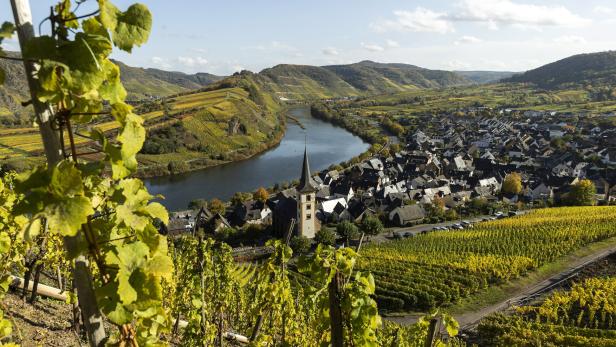 Ein Blick über die Mosel auf ein Dorf mit Kirche, umgeben von Weinbergen.