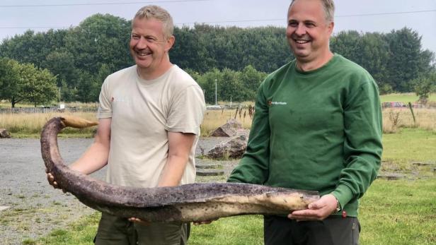 1,5 Meter lang: Riesenpenis am Ostsee-Strand entdeckt