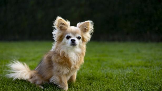 Ein langhaariger Chihuahua sitzt auf einer grünen Wiese.