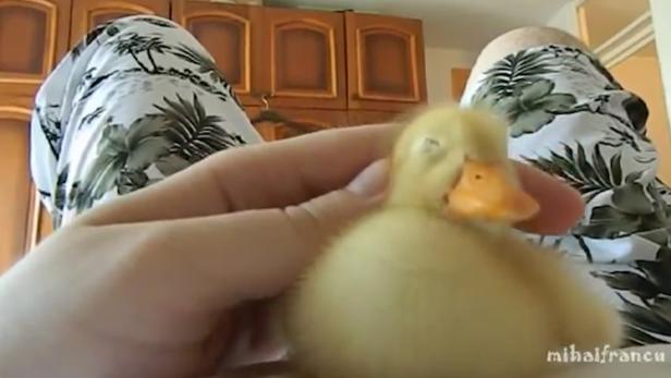 Eine Person hält ein kleines, gelbes Entchen in der Hand.