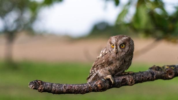 Neue Art im Nordburgenland: Bruterfolg für Zwergohreule