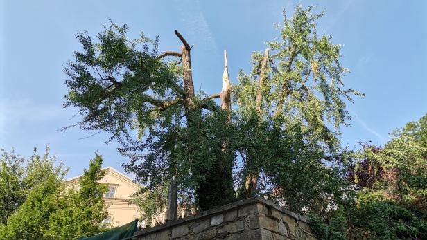 Zwei Schwerverletzte bei Ritterfest: Baum "in tadellosem Zustand"