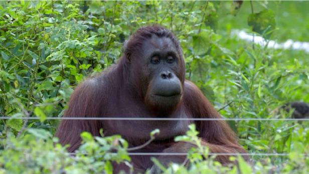 „Tiergarten“: Doku über das Halten von Tieren