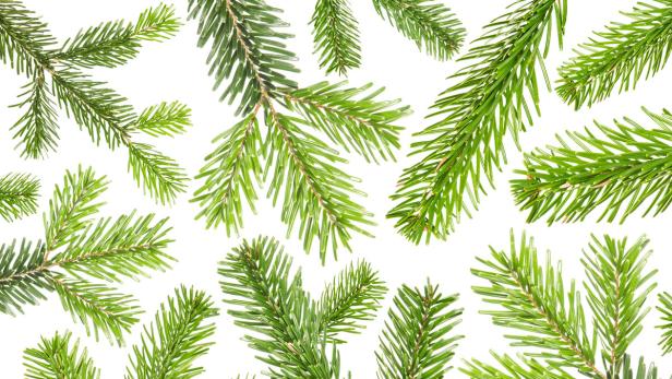 Tannenzweige eignen sich nicht nur dazu, sie mit Christbaumkugeln, Rumfläschchen oder anderer weihnachtlicher Deko zu behängen. Seit Jahrhunderten werden ihre Inhaltsstoffe auch zu medizinischen Zwecken genützt.