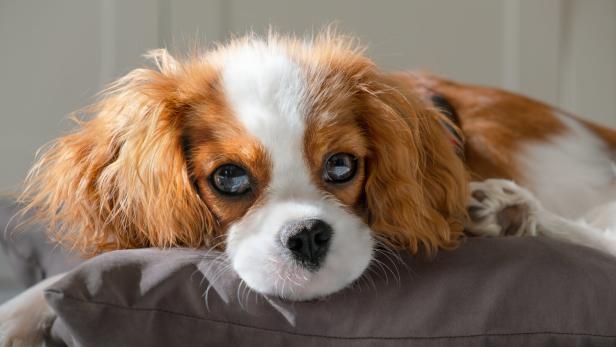 Ein süßer Spaniel-Welpe liegt matt am Polster.