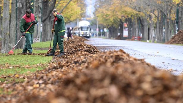 Wiener Stadtgartendirektor: "Wir haben 580 Bäume durch das Unwetter verloren"