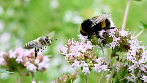 FRANCE-NATURE-ANIMAL-FLOWER-FEATURE