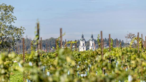 Klein, aber fein: "Boutique-Wein" aus Oberösterreich im Kommen