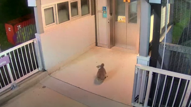 Video: Koala spaziert am Bahnhof und löst Polizeieinsatz aus