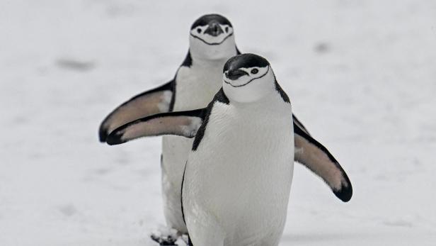 ANTARCTICA-COLOMBIA-ENVIRONMENT-ASTRONOMY