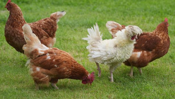 Vogelgrippe im Bezirk Braunau: Betrieb mit rund 150 Tieren betroffen