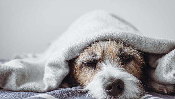 Ein matter Hund kuschelt sich unter eine Decke.