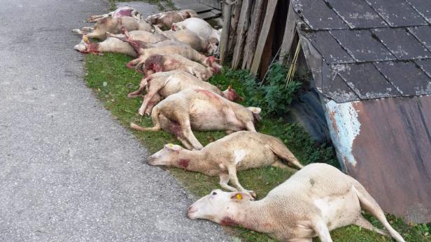 Schreckliches Bild nach einem mutmaßlichen Angriff eines Wolfs im Blutrausch in Ybbsitz