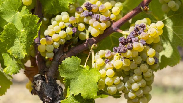 Reife, grüne Weintrauben hängen an einem Weinstock.