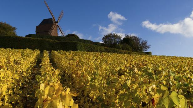 Eine Mühle auf einem Hügel. Rundherum sind Weinreben, die vom Herbst gelb verfärbt sind.