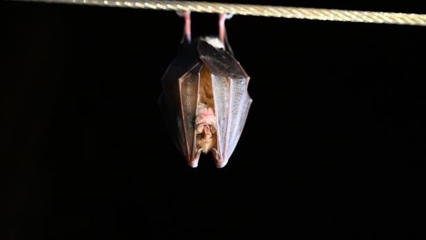 ++ THEMENBILD ++ TROPFSTEINHÖHLE LURGROTTE