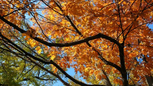 Ein orangener Herbstbaum und ein grüner Laubbaum