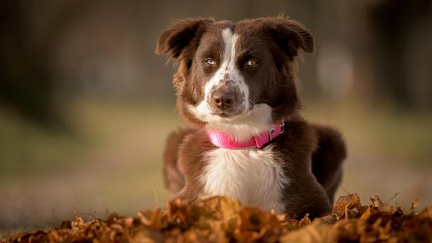 Ein großer Australian Shepherd Hund mit rosa Halsband sitzt im Laub.