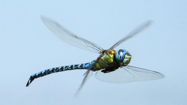 Eine Libelle der Art Südliche Mosaikjungfer fliegt am blauen Himmel.