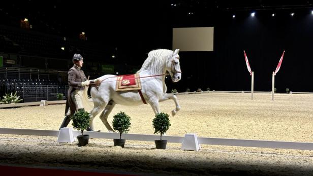 Hengste on Tour: Wiens Lipizzaner tänzeln wieder in London