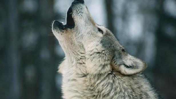 Wolf soll auf Terrasse bei Wohnhaus geheult haben