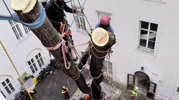 Achtung, Baum fällt: Baumkletterer bei der Arbeit