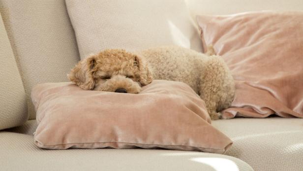 Sinnvoll für Polster und Bezüge ist das Feinwasch- oder Wollwaschprogramm