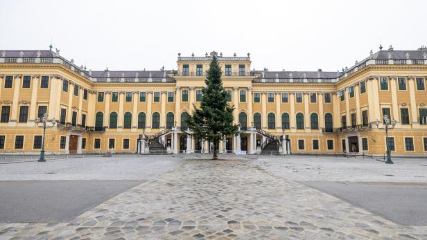 Weihnachten naht bereits: Christbaum in Schönbrunn aufgestellt