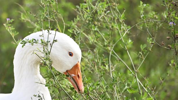 Vier Pfoten empfiehlt heimische Martinigänse Eine weiße Gans mit orangefarbenem Schnabel frisst zwischen grünen Pflanzen.