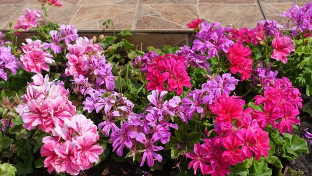 Abgefressene Blüten: Was wurmt die Pelargonie?