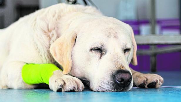 Ein Labrador Retriever liegt mit verbundenen Vorderbein beim Tierarzt am Boden.