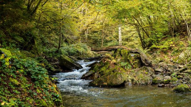 Neue Studie zur Renaturierung: Damit das Wasser wieder fließt