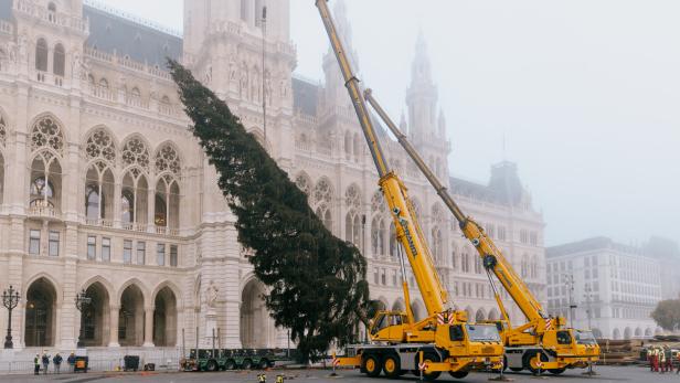 Weihnachtsbaum am Wiener Christkindlmarkt aufgestellt