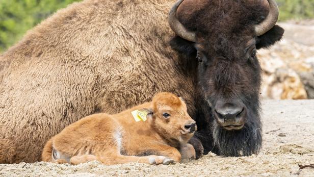 Virus im Tiergarten Schönbrunn: Bison-Herde musste eingeschläfert werden