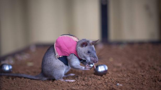 Riesenratten: Neue Agenten im Kampf gegen Tierschmuggel