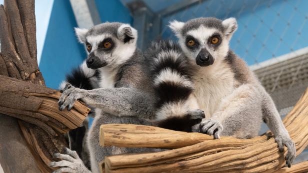 Nach Morddrohungen: Zoo-Direktor rechnet mit weiterer Tötung von Tieren