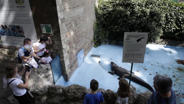 Belgrade Zoo's Muja, the oldest alligator in the world