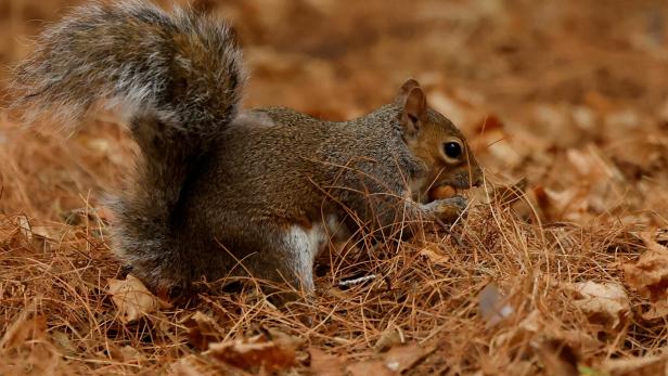 USA: Tod von Instagram-Eichhörnchen Peanut sorgt für Empörung