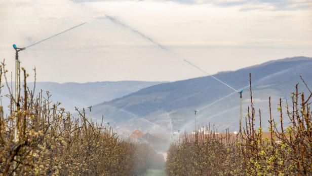 Heimische Obstbauern geraten zunehmend unter Druck