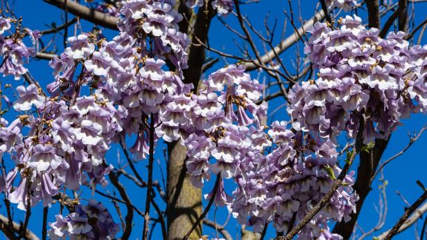 Blauglockenbaum verliert Blätter und Knospen - Was tun?