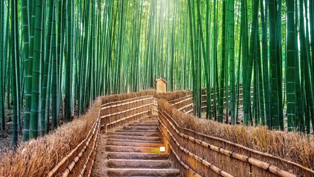 Bamboo Forest in Kyoto, Japan.