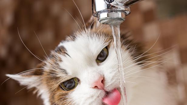 Eine gefleckte Katze trinkt aus dem Wasserhahn.