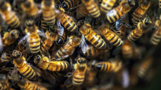 Swarm of honey bees at the hive Swarm of honey bees at the hive