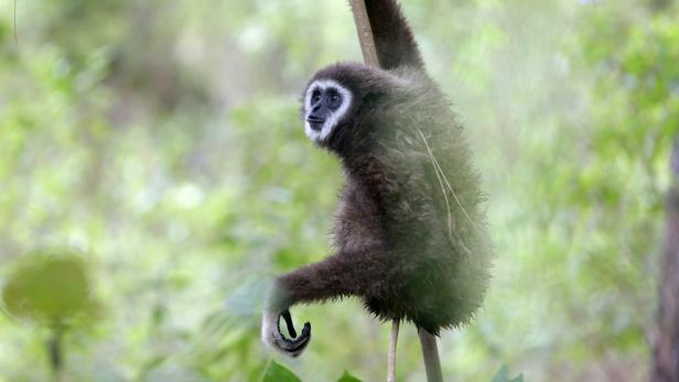 Ein Gibbon hält sich im Regenwald an einem Ast fest.