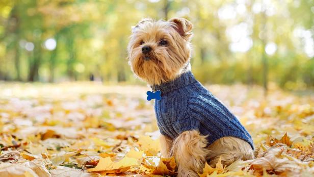 Ein kleiner Yorkshire Terrier im blauen Pullover sitzt im Laub.