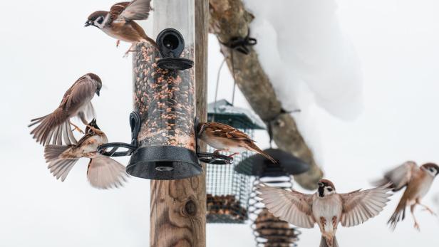 Spatzen fliegen rund um verschiedene Futterstellen.