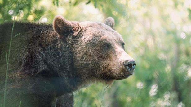 Bär in Italien