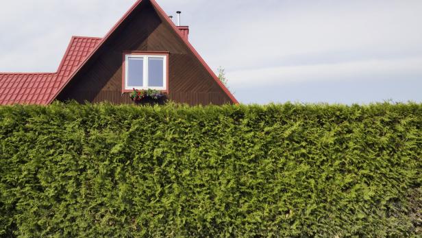 The red roof of standard  rural private wooden small house and hedge fence from evergreen tree Thuja.