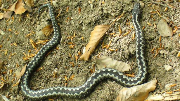 Eine Kreuzotter schlängelt sich über den Waldboden.